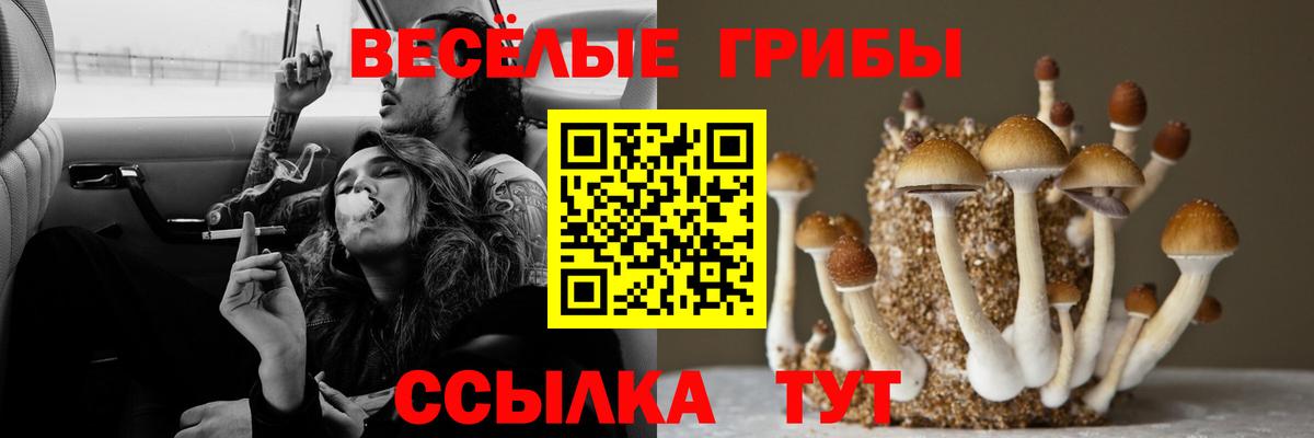 Галлюциногенные грибы мицелий  Вход с VPN  Черкесск  Галлюциногенные грибы GOLDEN TEACHER 